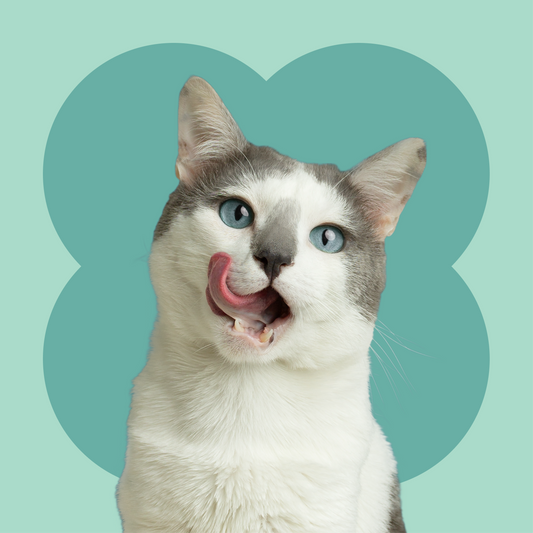 Mi gato es muy exigente: ¿qué premios sí se comen?